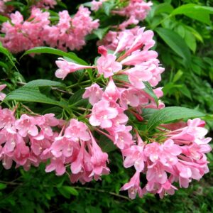 Вейгела цветущая «Розеа» в Ижевске