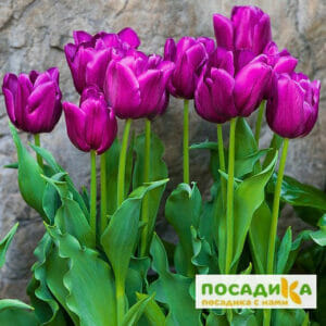 Тюльпан многоцветковый Пурпл Букет в Ижевске