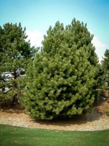 Сосна Чёрная (Pinus Nigra) в Ижевске
