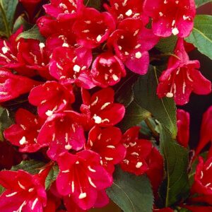Вейгела цветущая «Ред Принц» в Ижевске