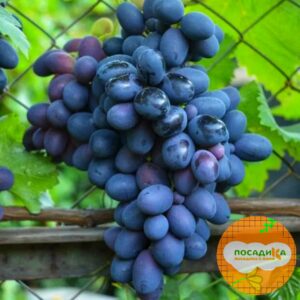 Ароматный и сладкий виноград «Августа» в Ижевске