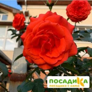 Роза плетистая Майнтауэр в Ижевске